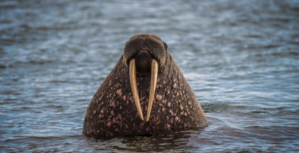 Walrus (Odobenus rosmarus) in water, portrait, Spitsbergen, Arctic, Norway