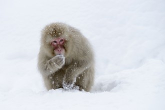 Japanese Macaque or Snow Monkey (Macaca fuscata), eating snow, Affenpark Jigokudani, Nagano