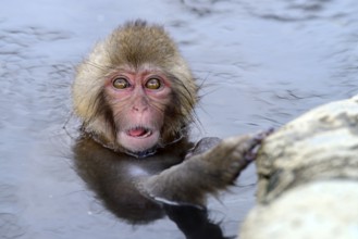 Young Japanese Macaque or Snow Monkey (Macaca fuscata), taking a bath in a hot spring, Affenpark