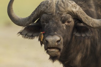 Cape Buffalo (Syncerus caffer caffer), bull with Red-billed Oxpecker (Buphagus erythrorhynchus),