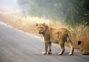 Lion (Panthera leo) on a tarmac road, Kruger National Park, South Africa