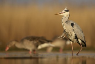 Grey heron (Ardea cinerea), adult walking, morning light, greylag geese (Anser anser) behind,
