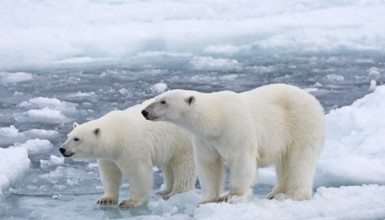 Polar Bears (Ursus maritimus), female and juvenile on an ice floe in the pack ice, Spitsbergen
