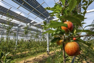 Agri-photovoltaic test plant, an apple tree plantation with two different systems of PV modules was