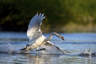 Mute swan (Cygnus olor) in water, attacking, Rheinberg, Lower Rhine North Rhine-Westphalia, Germany