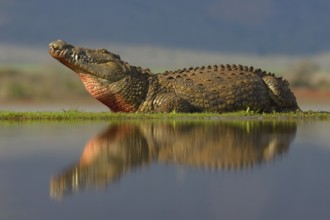 Nile crocodile (Crocodylus niloticus) resting, reflection in water, Zimanga Game Reserve,