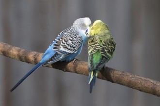 Budgerigars (Melopsittacus undulatus) kissing, captive