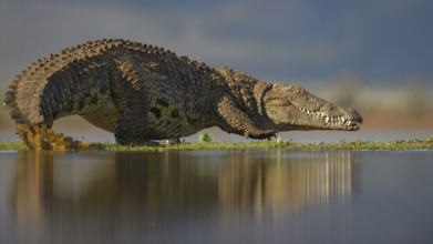 Nile crocodile (Crocodylus niloticus), walking across grassy island on lake, Zimanga Game Reserve,