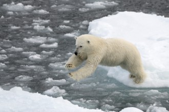 Polar Bear (Ursus maritimus) on pack ice, jumping from ice floe to ice floe, Spitsbergen Island,