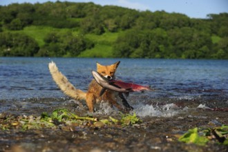 Red Fox (Vulpes vulpes) with a caught salmon, Kurile Lake, Kamchatka Peninsula, Russia