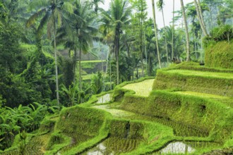 Tegallalang rice terraces, Ubud, Bali, Indonesia