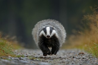 Flying mammal. Badger in forest, animal nature habitat, Germany, Europe. Wildlife scene. Wild