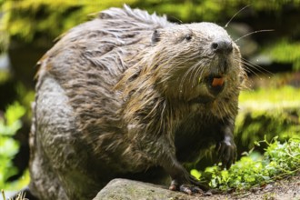 Eurasian beaver (Castor fiber) on the ground in the evening, Bavaria, Germany