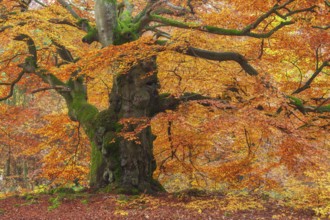 Huge gnarled old beech tree in the Hutewald forest in autumn in full autumn colour, tree trunk and
