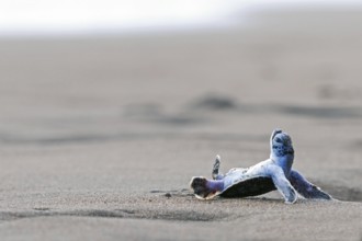Pacific green turtle or green sea turtlee (Chelonia mydas), juvenile, overturned by wave, lying on