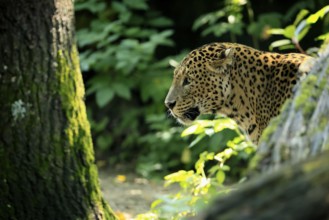 Sri Lanka Leopard (Panthera pardus kotiya), adult, observed, alert, portrait, Sri Lanka