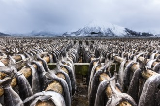 Stockfish hanging up to dry, Gimsøy, Gimsøysand, Lofoten, Norway