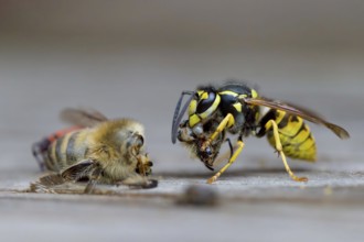 German wasp, also German yellowjacket or European wasp (Vespula germanica) eating western or