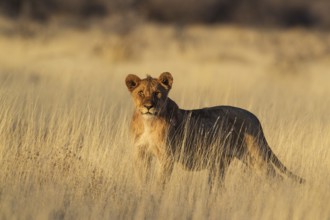 Lion (Panthera leo) cub, morning light, Etosha National Park, Namibia