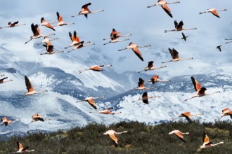 Flock of flying Chilean Flamingos (Phoenicopterus chilensis), Torres del Paine National Park,