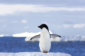 Adelie penguin (Pygoscelis adeliae), adult, spreading wings, penguins, flightless, snow, ice floe,