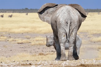 African Elephant (Loxodonta africana), adult female facing a fearful adult male Black Rhinoceros