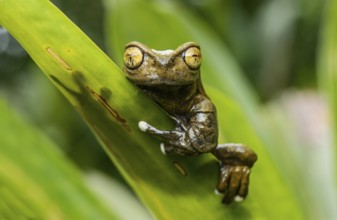 Endemic neotropical frog Tapichalaca Torrenteer (Hyloscirtus Tapichalaca), Tree Frog Family