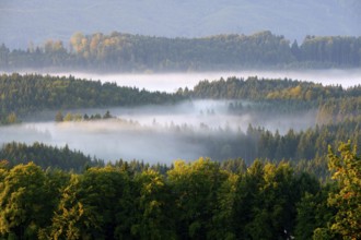 Morning fog over the forests at Aidlinger Höhe, near Murnau, Pfaffenwinkel, Upper Bavaria, Bavaria,