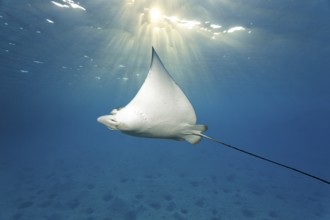 Spotted eagle ray (Aetobatus narinari), sun shining through water, sandy ocean floor, Indian Ocean,