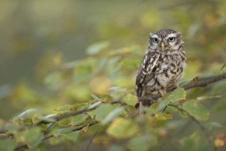 Little Owl (Athene noctua) perched on a branch, North Rhine-Westphalia, Germany