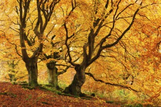 Gnarled old beech trees in the Hutewald forest in autumn in full autumn colour, Hutewald Halloh,