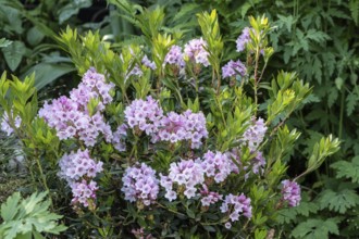 Rhododendron blossom (Rhododendron micranthum Bloombux), Emsland, Lower Saxony, Germany