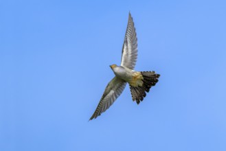 Cuckoo (Cuculus canorus), male, in flight, fish ponds, Güssing, Burgenland, Austria