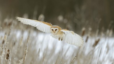 Barn Owl (Tyto alba) in flight, Moravia, Czech Republic