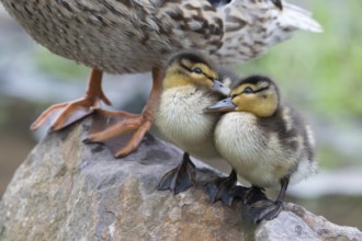 Two mallard chicks (Anas platyrhynchos) standing close to each other on stone, Hesse, Germany
