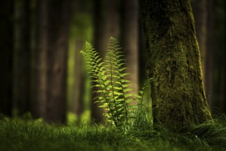 Genuine fern (Polypodiopsida, Filicopsida) in front of spruce forest, Grafenau, Freyung-Grafenau,
