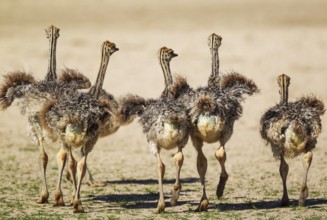 Ostrich (Struthio camelus), five chicks, Kalahari Desert, Kgalagadi Transfrontier Park, South