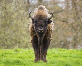 Wisent, European bison (Bison bonasus) in molt in a meadow, captive, Germany
