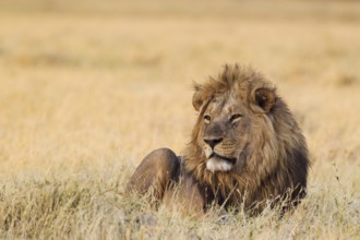 Lion (Panthera leo), resting male at dawn, Savuti, Chobe National Park, Botswana
