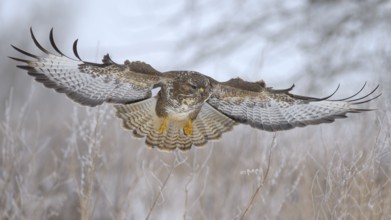 Common buzzard (Buteo buteo) flying, biosphere area, Swabian Jura, Baden-Württemberg, Germany