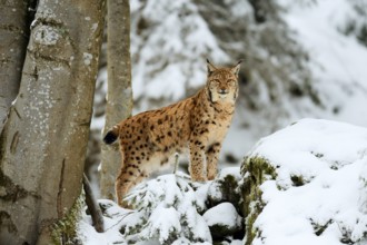 Lynx or Northern lynx (Lynx lynx), standing on fresh snow-covered rock, animal enclosure, captive,