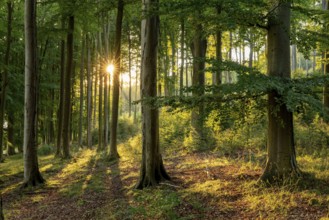 Evening sunlight shines like a star through an atmospheric forest with tall beech trees, creating