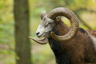 Mouflon (Ovis ammon musimon), ram, captive, Saxony, Germany