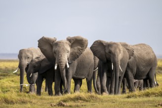 African elephant (Loxodonta africana), herd of young animals in Amboseli National Park, Rift Valley