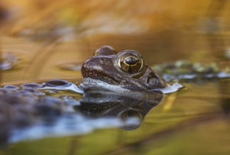 Common Frog (Rana temporaria), spawn, Germany