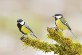 Great Tit (Parus major), left male, right female, sitting on a branch covered with moss, Wildlife,