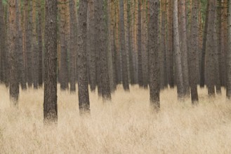Scots Pines (Pinus sylvestris), pine monoculture, pine forest, Holzacker, Lower Saxony, Germany