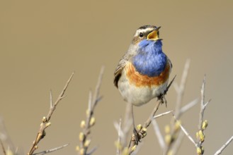 Bluethroat (Luscinia svecica cyanecula), singing on perch, De Geul, Texel, Texel, West Frisian
