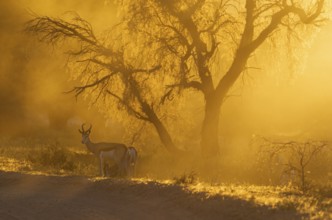 Springbok (Antidorcas marsupialis), male in the evening at sunset, Kalahari Desert, Kgalagadi