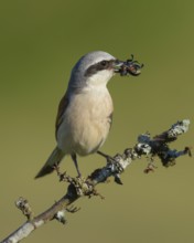 Red-backed shrike (Lanius collurio), male on branch with prey, insect, biosphere field Swabian Alb,